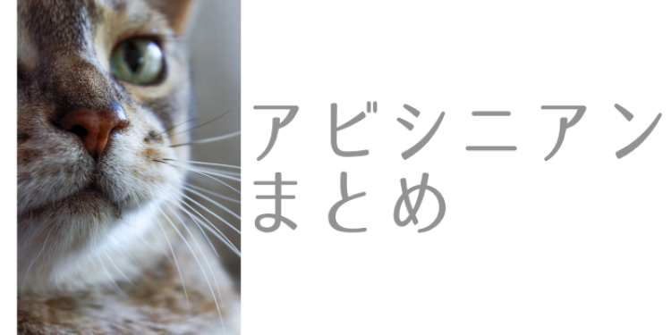 運動神経抜群! アビシニアン!